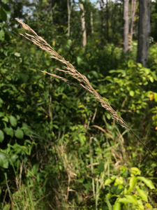 Photo By: Stephen M. Young. Photo taken: Seneca County, NY on 11 September 2019